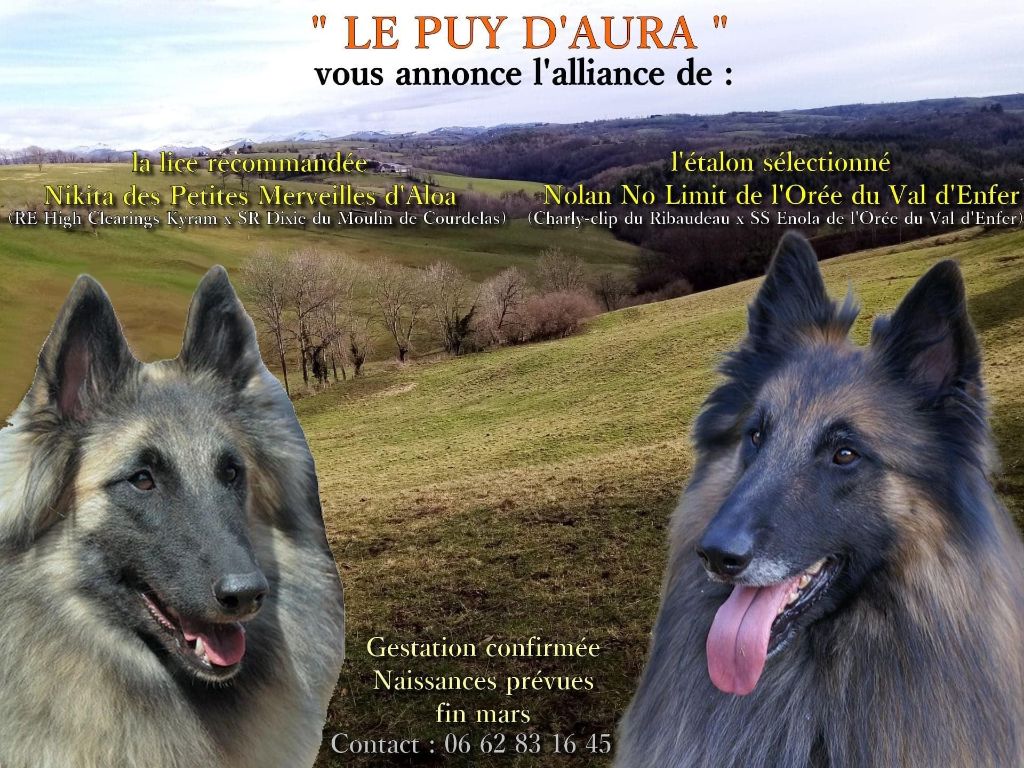 Du Puy d'Aura - CHIOTS ATTENDUS FIN MAI 2021