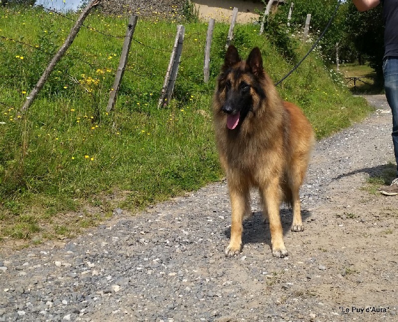 Ho'malley Du Puy d'Aura